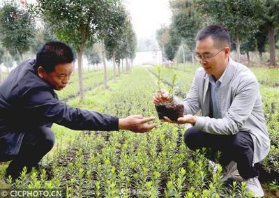 河南平顶山:花卉苗木种植助农增收