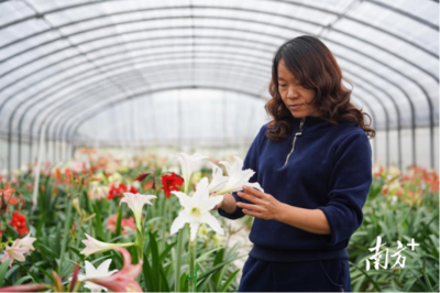 从阳台种花到大棚养花,看东莞朱顶红种植达人的“秘密花园”