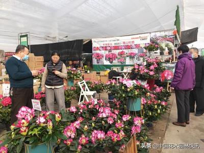 山东青州:高端年宵花抢手 价格稳中略涨