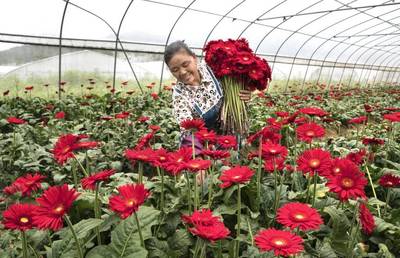 贵州黔西:花卉产业富民兴村