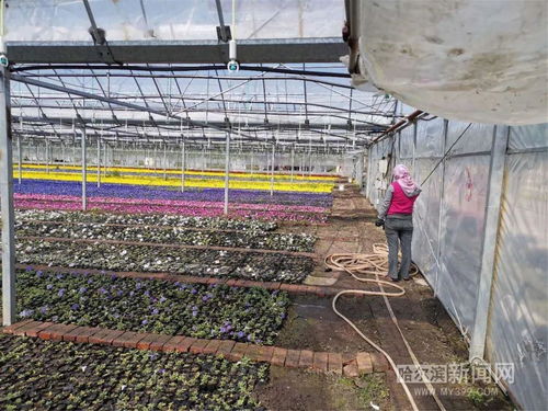 黑龙江最大苗木花卉基地,产品销售不降反升