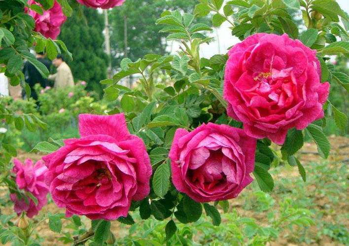 若亭花卉出售优质四季玫瑰——湖北四季玫瑰种植_产品库_金泉网