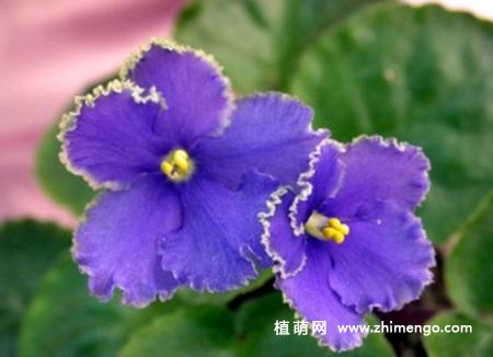 紫罗兰花卉喜冷凉的生长环境气候,其种植在排水系统较好,中性偏碱的