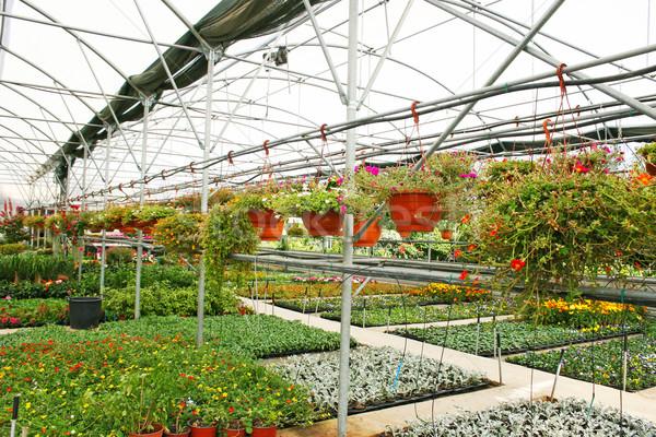 商业照片: 种植园 · 房子 · 花卉 · 塞浦路斯 ·光