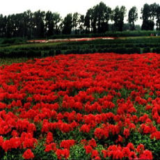 重庆市涪陵区杰泰花卉种植场