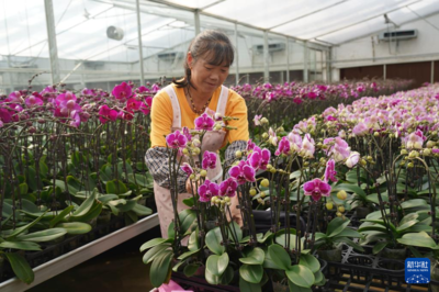云南开远:发展花卉产业促振兴