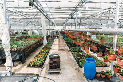 在新的现代水培温室或花房内种植园艺花卉和植物