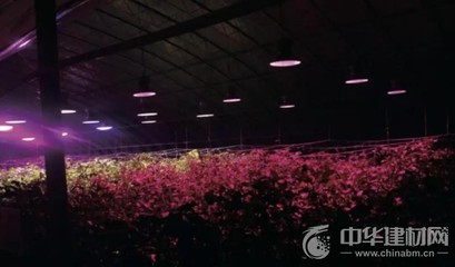 植物照明灯具现状及发展